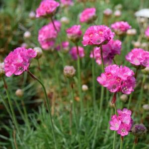 Armeria maritima 'Splendens'  ---